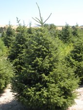 Serbian Spruce